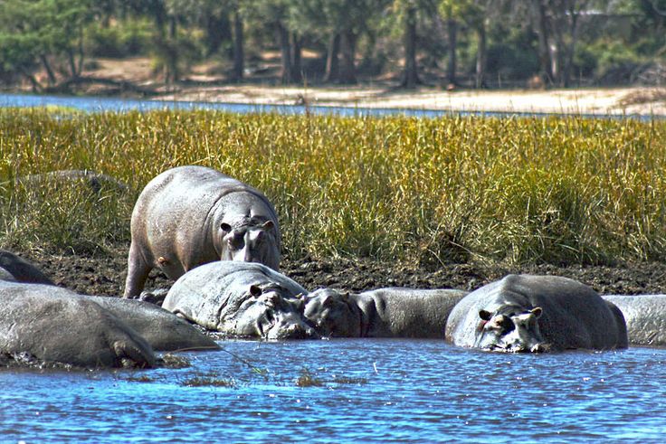 PHOTO_ Pod of hippos at Chobe Game Park, Bostwana